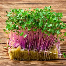 Микрозелень капусты кольраби